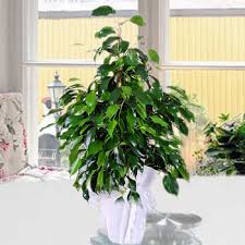 Saksı çiçek orta boy benjamin